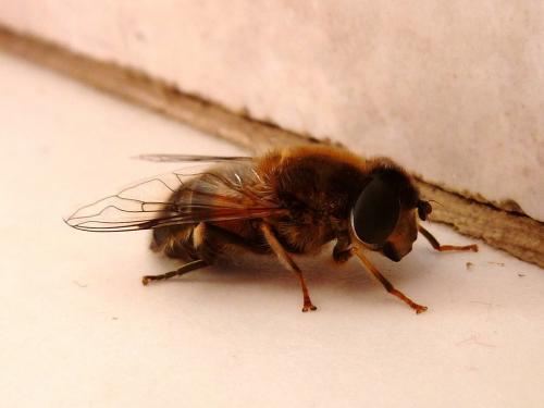 Eristalis pertinax