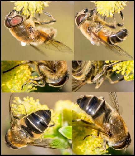 Eristalis similis