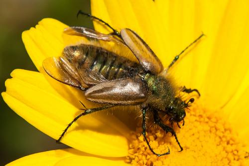Eulasia pareyssei