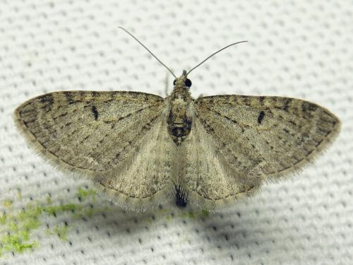 Réf. 118 183 : Eupithecia virgaureata