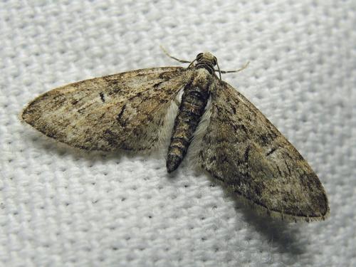 Réf. 118 186 : Eupithecia abbreviata