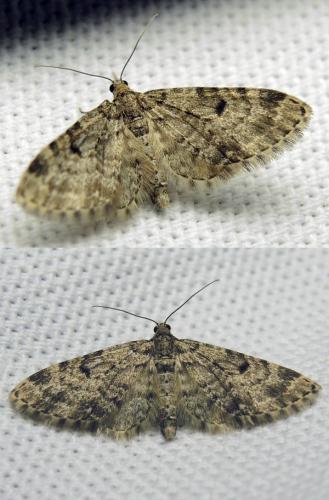 Réf. 118 190 : Eupithecia tantillaria