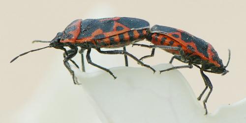 Eurydema ventralis
