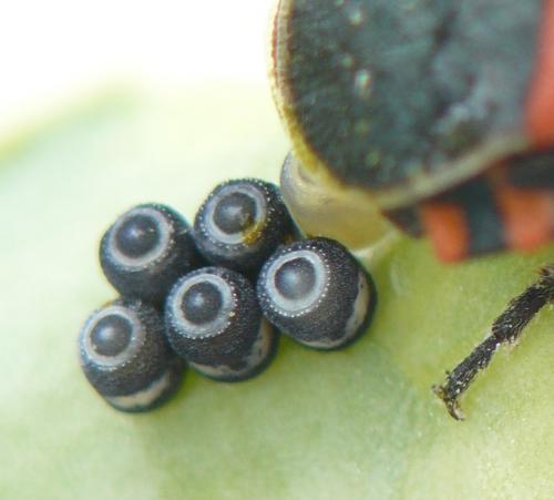 Eurydema ventralis