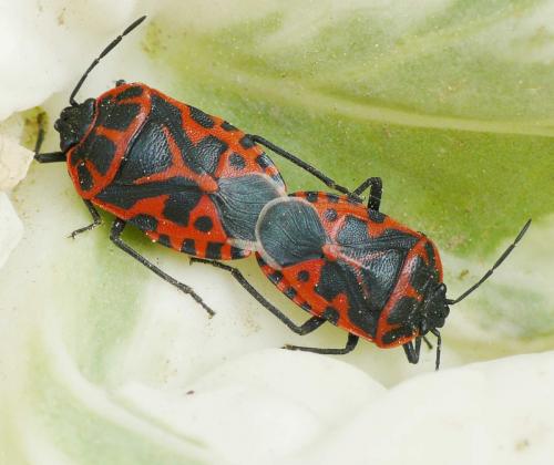Eurydema ventralis