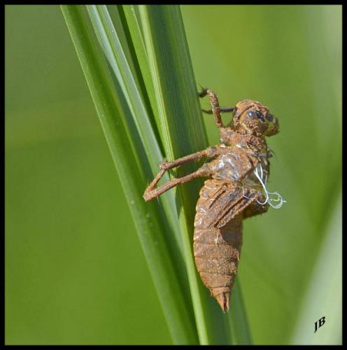 Réf. 118 415 : Libellula quadrimaculata