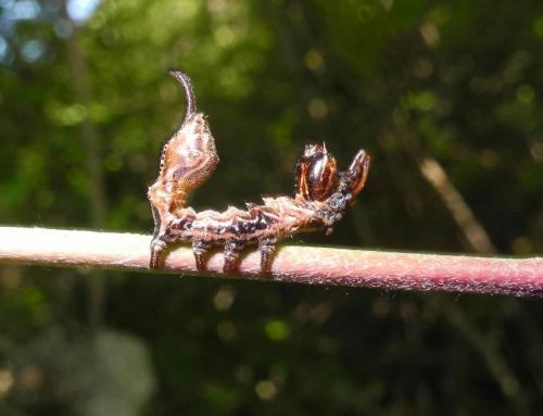 Stauropus fagi