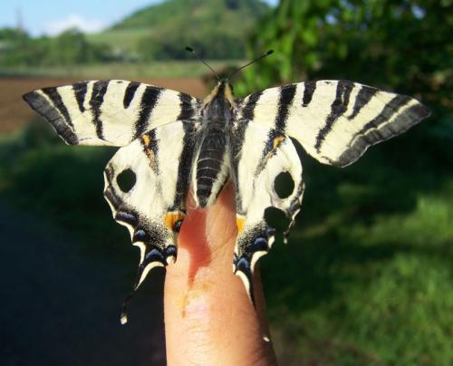 Iphiclides podalirius