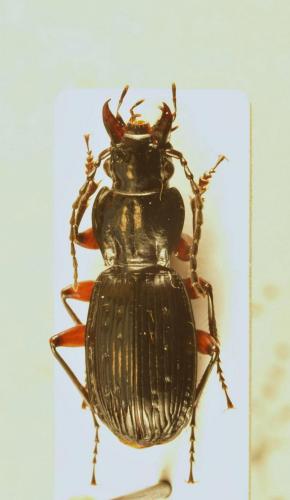 Pterostichus sudrei