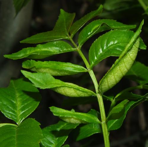 Dasineura acrophila