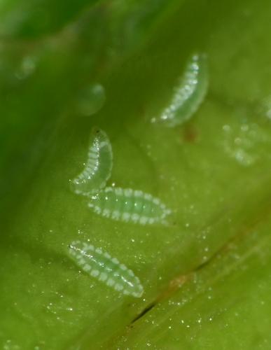 Dasineura acrophila
