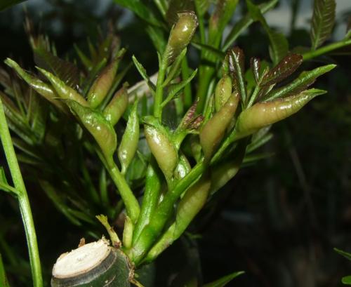 Dasineura acrophila