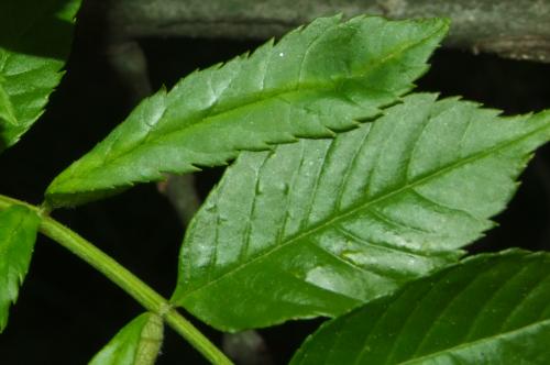Dasineura acrophila