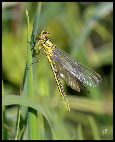 Gomphus pulchellus