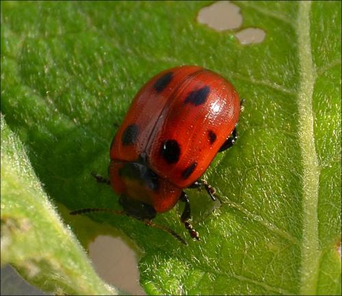 Réf. 118 646 : Gonioctena viminalis