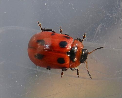 Réf. 118 647 : Gonioctena viminalis
