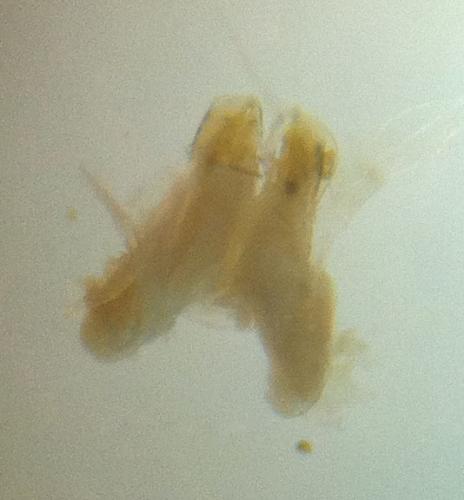 Leptoiulus piceus