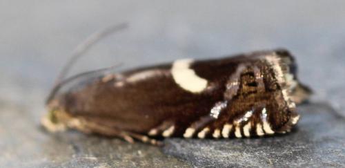 Réf. 118 547 : Grapholita lunulana