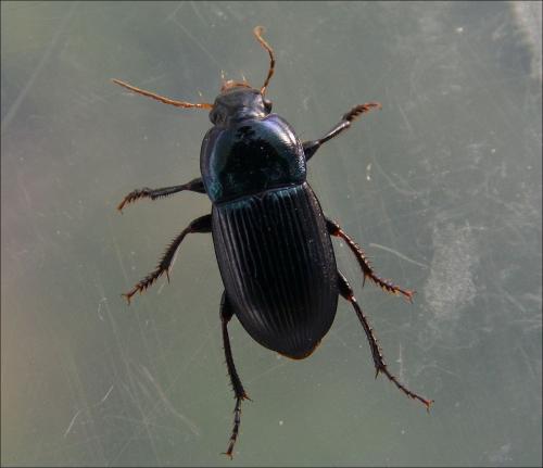 Réf. 118 644 : Harpalus dimidiatus