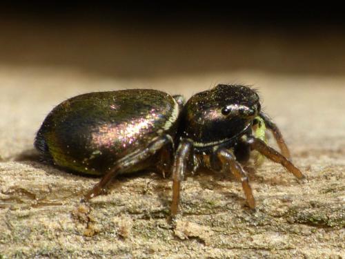 Réf. 118 155 : Heliophanus auratus