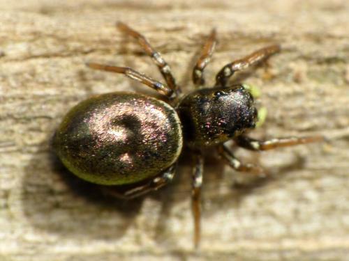 Réf. 118 156 : Heliophanus auratus