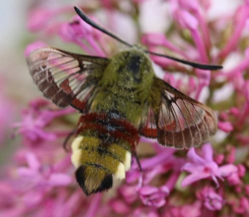 Hemaris fuciformis