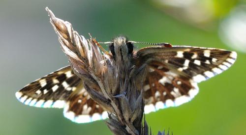 Réf. 118 739 : Pyrgus malvoides