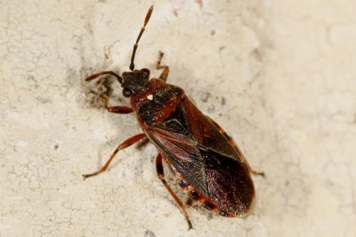 Arocatus melanocephalus
