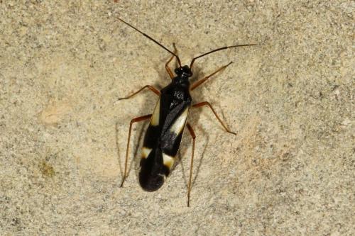Dryophilocoris flavoquadrimaculatus