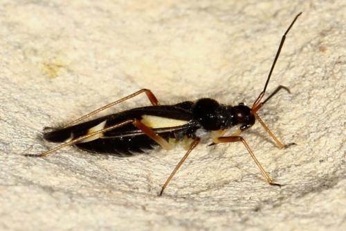 Réf. 118 795 : Dryophilocoris flavoquadrimaculatus