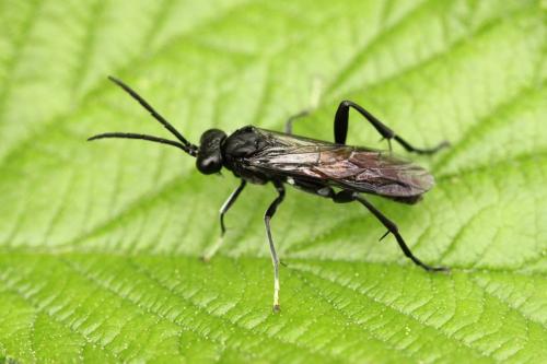 Réf. 118 800 : Macrophya blanda