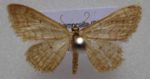 Idaea obsoletaria
