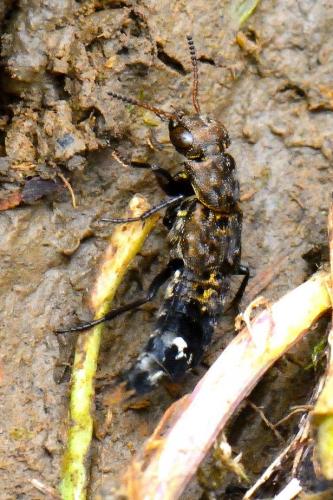 Ontholestes murinus