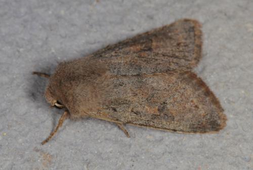 Réf. 118 893 : Orthosia cruda