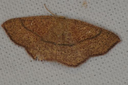 Réf. 118 936 : Cyclophora ruficiliaria