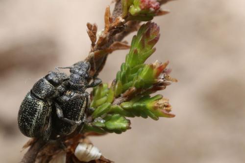 Réf. 118 466 : Strophosoma sus