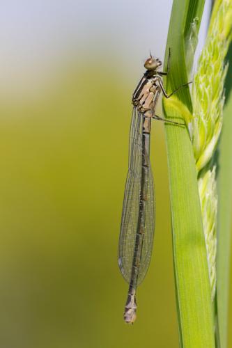 Coenagrion sp.