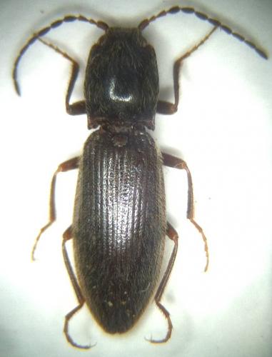 Arctapila bruckii