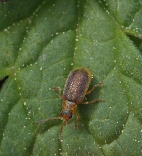 Réf. 118 972 : Galerucella sp.