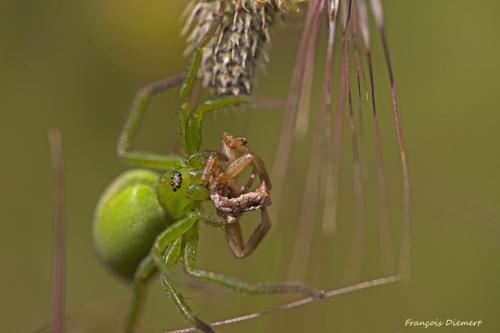 Micrommata ligurina