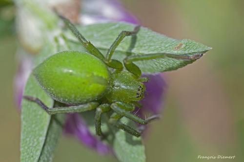 Micrommata ligurina