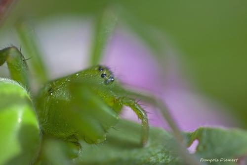 Micrommata ligurina