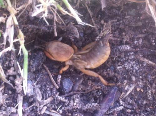 Réf. 118 266 : Gryllotalpa sp.