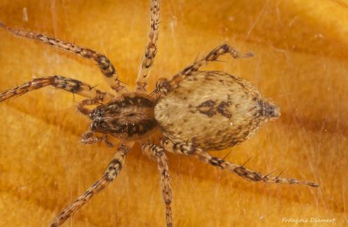 Réf. 118 437 : Anyphaena accentuata