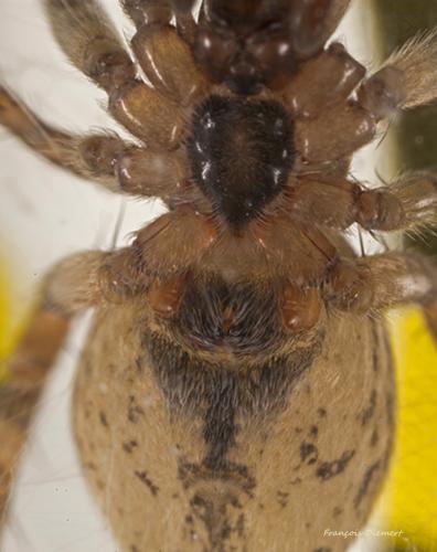 Anyphaena accentuata