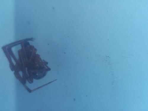 Parasteatoda sp.