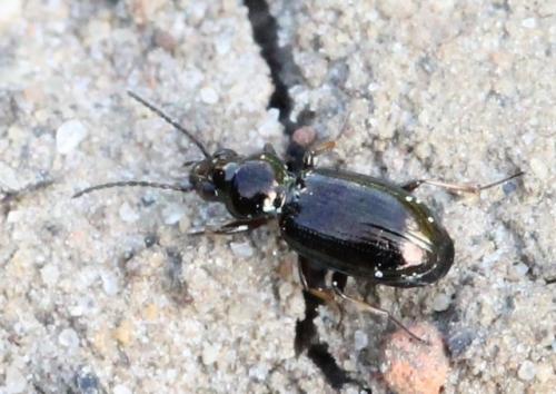 Bembidion sp.