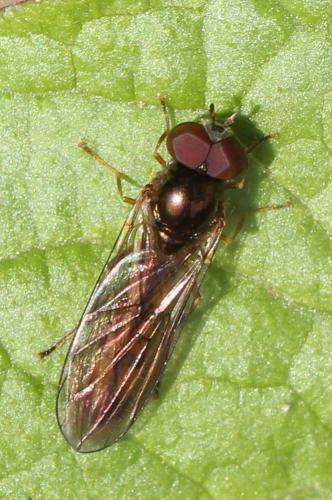 Réf. 118 276 : Melanostoma scalare