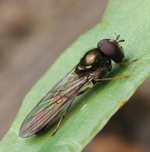 Réf. 118 277 : Melanostoma scalare
