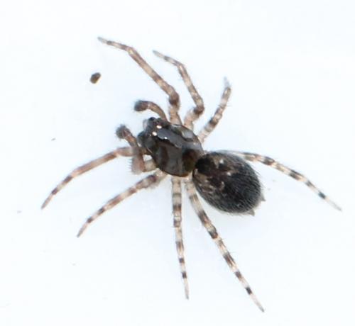 Lathys humilis